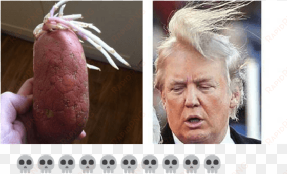 funny donald trump memes - donald trump old hair