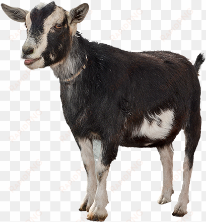 funny goat png clipart freeuse library - goat png