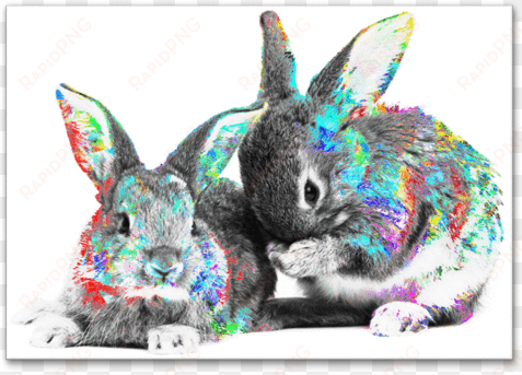 furry & sweet - baby rabbits