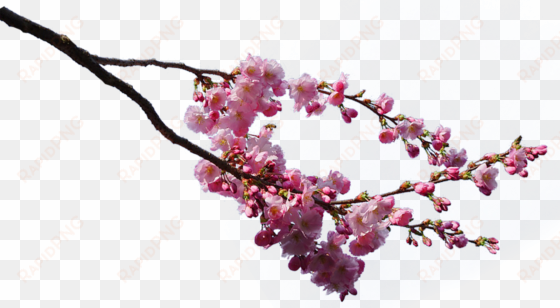 gambar bunga sakura - sakura tree branches png