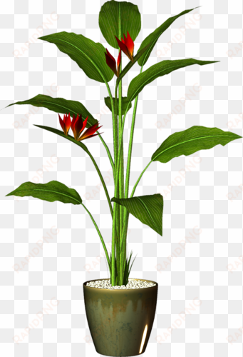 garden pot plant - pot plant png