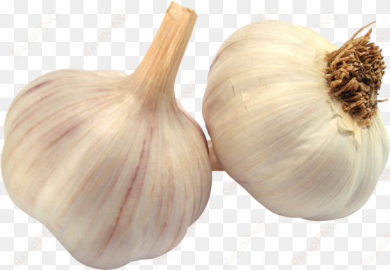 garlic png