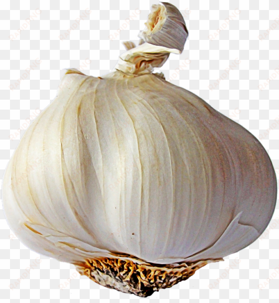 garlic single - garlic png