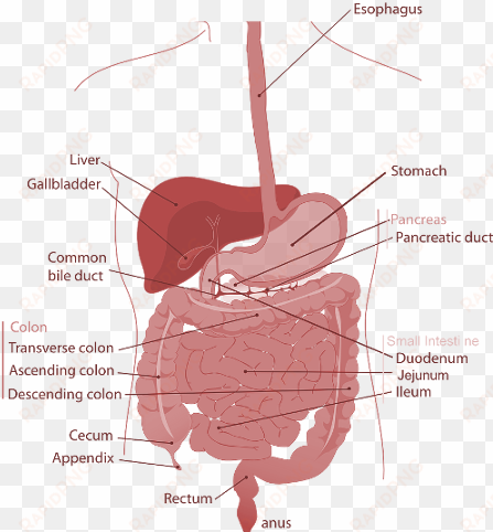 gastroenterology is the branch of medicine which deals - difference between esophagus and oesophagus