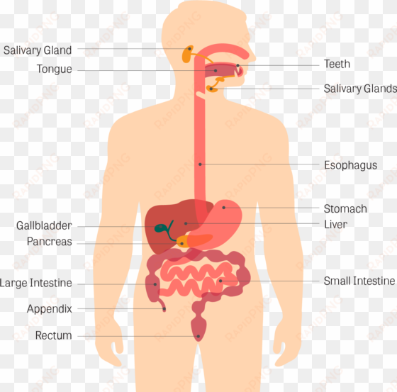 gastrointestinal tract - human digestive system cartoon