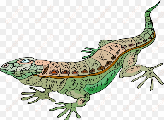 gecko clipart green lizard - lagarto de desierto png