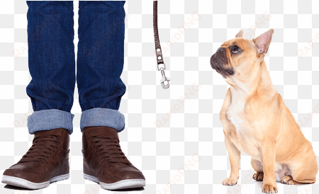 general requirements - pug carlino vs bulldog frances