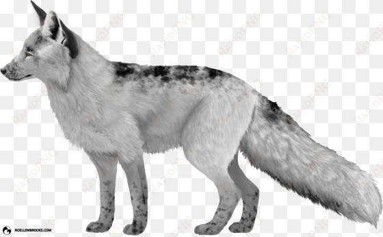 georgian white-colored red fox - fox references