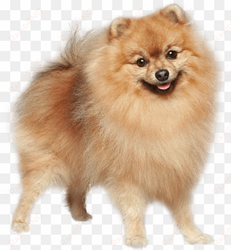 german spitz mittel german spitz klein pomeranian finnish - german spitz dog