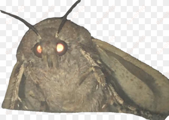 get in quick before it dies - moth and lamp meme