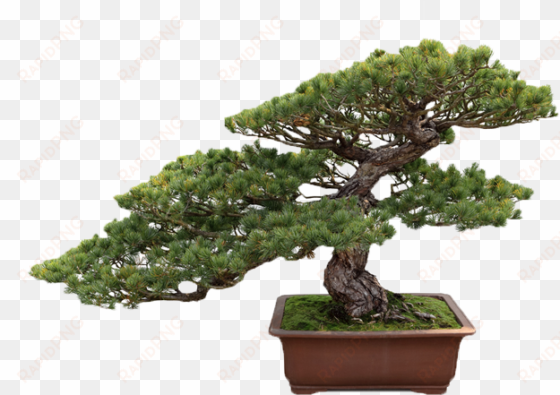 get your balconies or house landscaped by us - bonsai tree transparent background