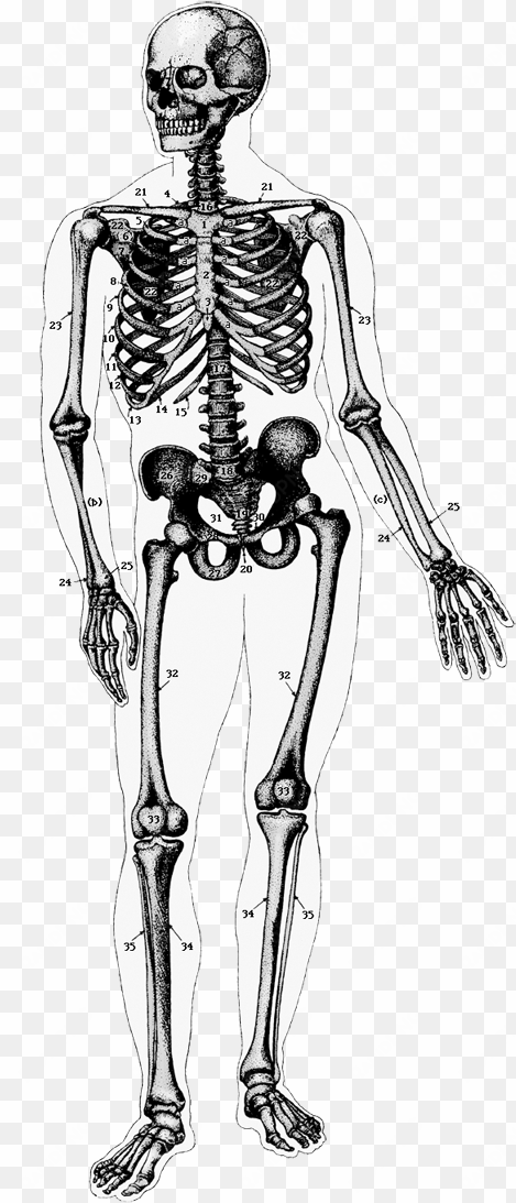 ghost tour, i cup, my cup of tea, skeleton, caption, - skeleton diagram transparent background