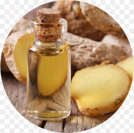 ginger oil - ginger essential oil