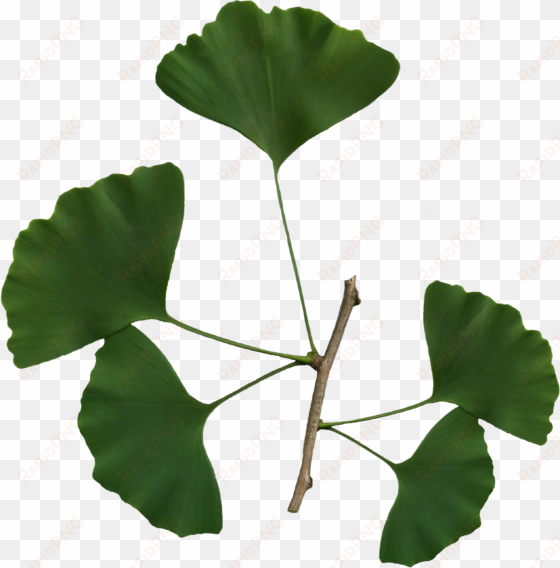 ginkgo biloba scanned leaves - ginkgo biloba leaf png