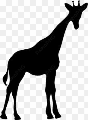 giraffe - giraffe silhouette