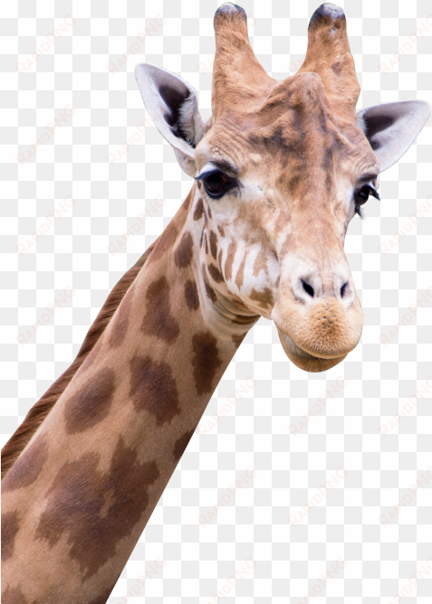 giraffe png transparent image - amine good for you