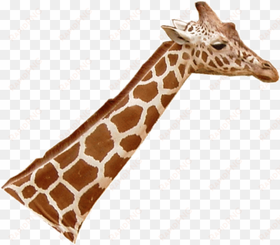 giraffenhals blick rechts - giraffe head png
