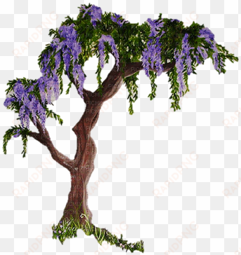 glycine - wisteria tree drawing