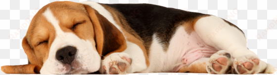 gnash westgate - sleeping beagle