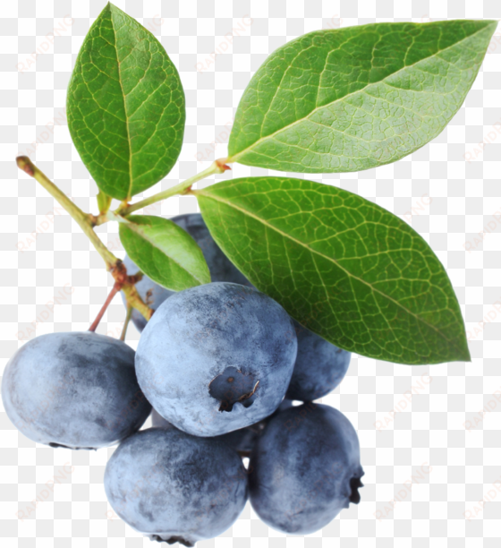 go to image - blue berry leaves