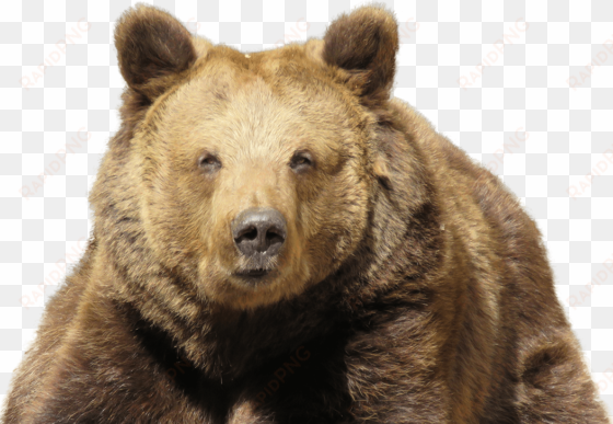 go to image - eurasian brown bear png
