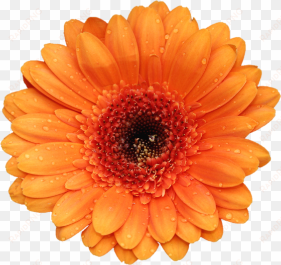 go to image - orange flower white background