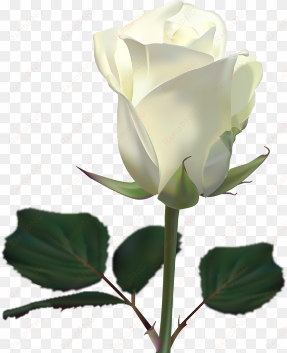 go to image - white rose wallpaper png
