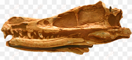 gobi desert velociraptor fossils