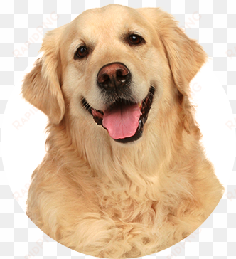 golden retriever - golden retriever transparent background