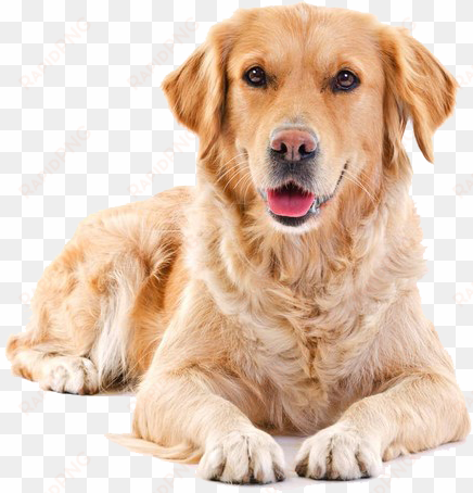 golden retriever png background - puppy sitting png