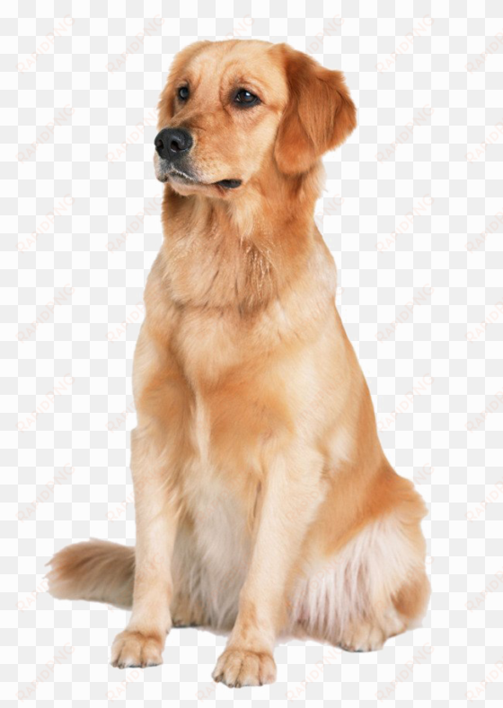 golden retriever transparent image - golden retriever png