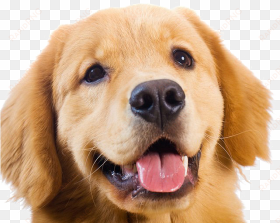 golden retriever transparent images - golden retriever png