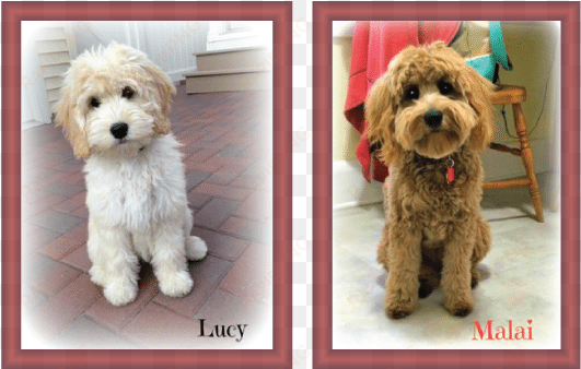 goldendoodles with furnishings pets - goldendoodle coat changes