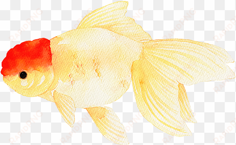 goldfish - chinese drawn fish