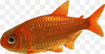 goldfish dutch designs - wiki