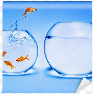 goldfish jumping out of the water wall mural • pixers® - jump to conclusions fish