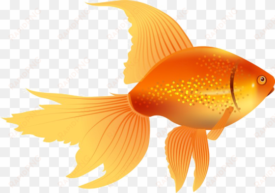 goldfish png image - golden fish clip art