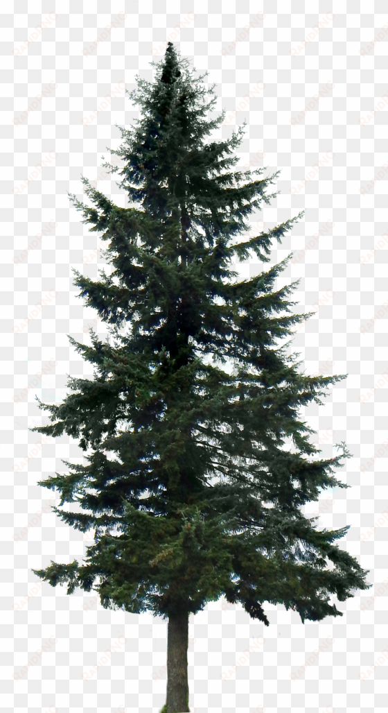 Google Search Tree Render, Tree Photoshop, Pine Tree - Pine Trees Transparent Background transparent png image
