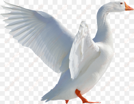 goose flying png image - swimming duck png