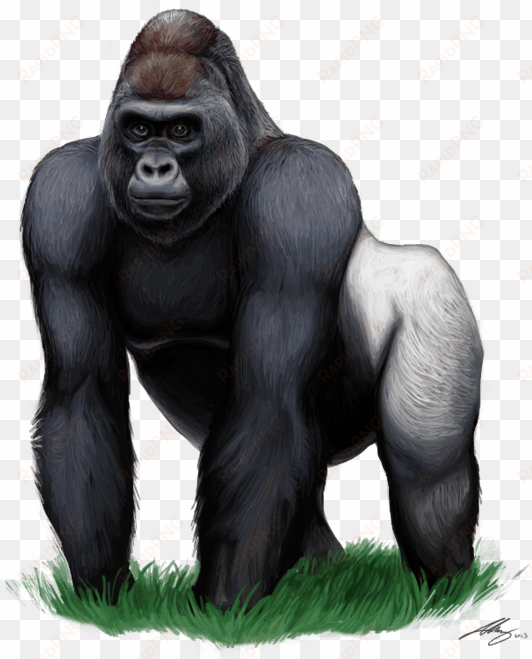 gorilla png clipart