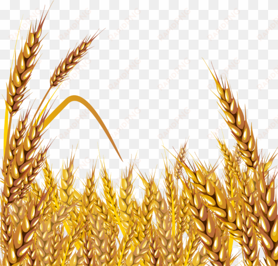 grain clipart malt - shen bi ma liang (dvd)