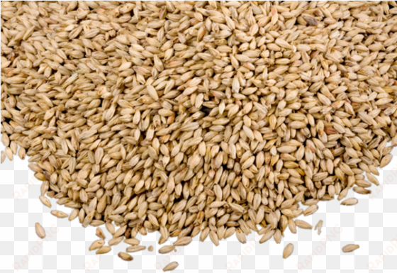 grain png photo - grains png