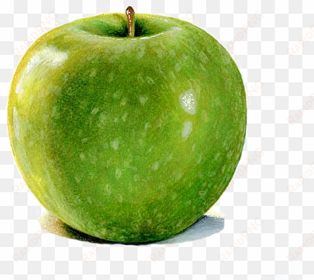 granny smith watercolor painting apple drawing illustration - green apple botanical illustration