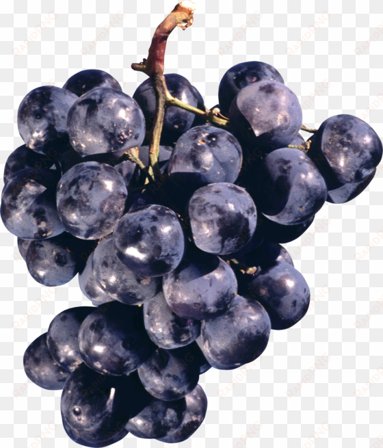 grape png image - concord grapes png