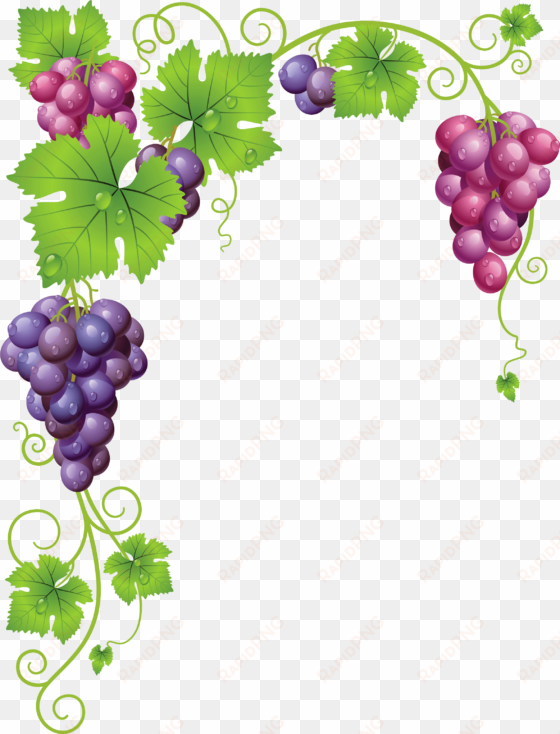 grape vector watercolor - manual de viticultura, enologia y cata / manual