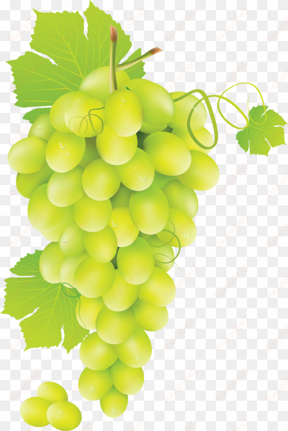 grape vine png hd free transparent grape vine hd