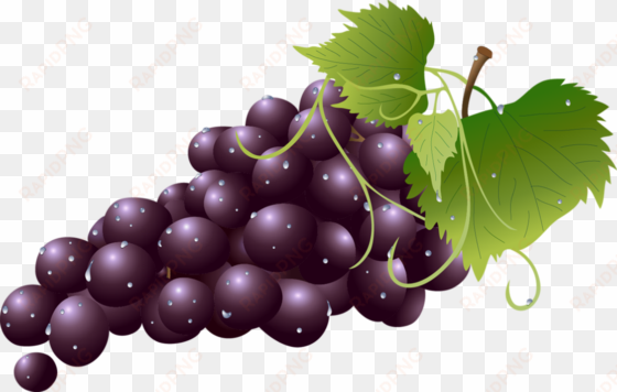 grapes clipart transparent background - grape clipart transparent background