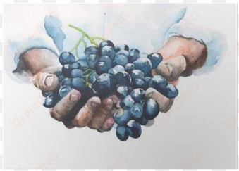grapes in hands watercolor painting illustration isolated - grapes hands