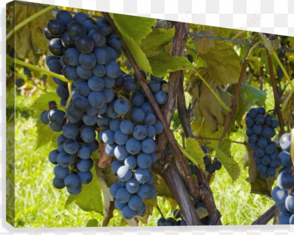 grapes on a vine - printscapes wall art: 18" x 12" canvas print with black