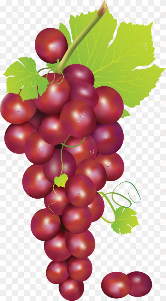 grapes vector red grape - grapes clipart transparent background